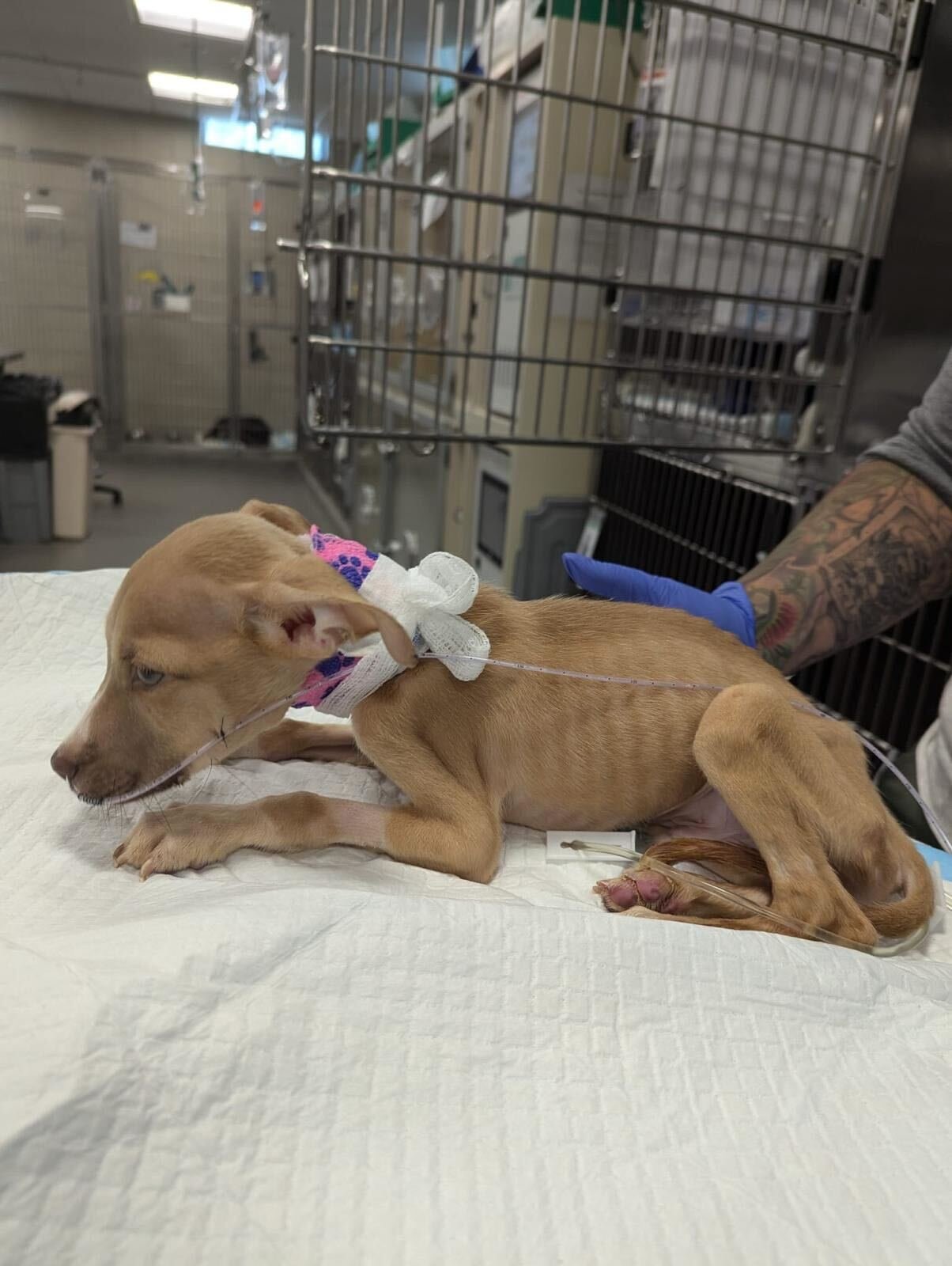 malnourished pup getting help