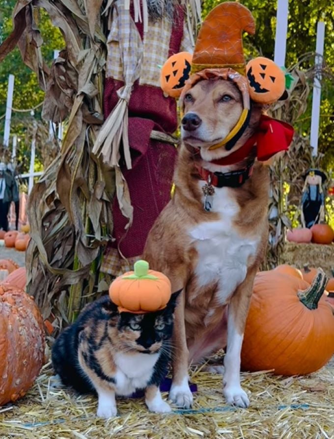 dog and cat on Halloween