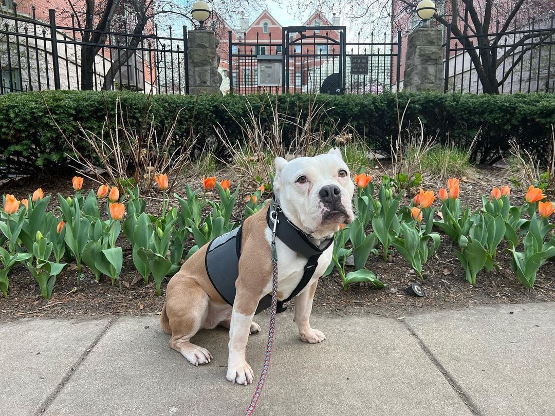 dog and flowers