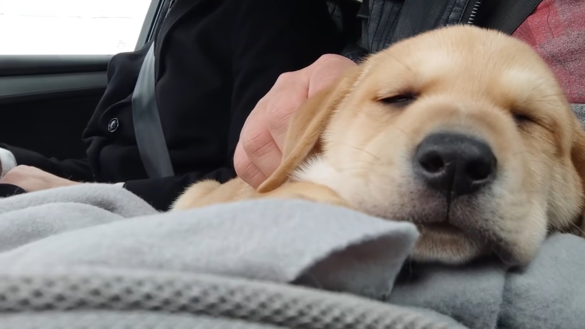 beautiful puppy sleeping