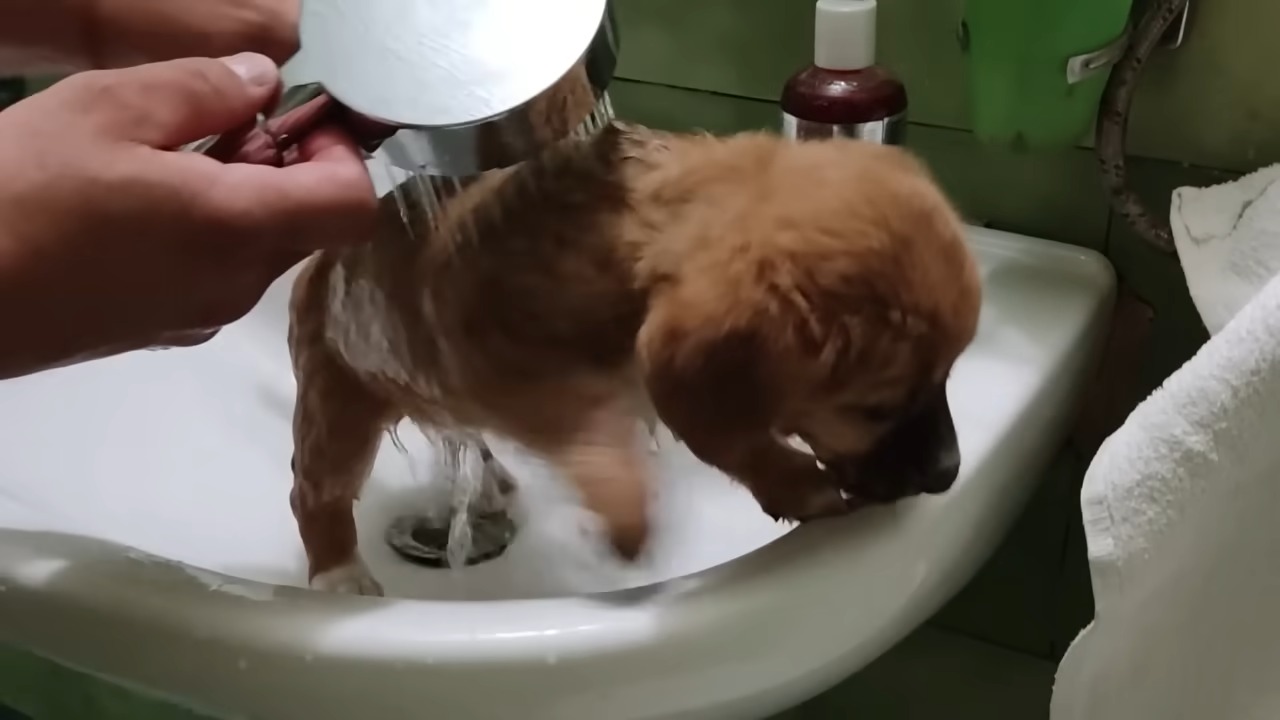 bathing brown puppy