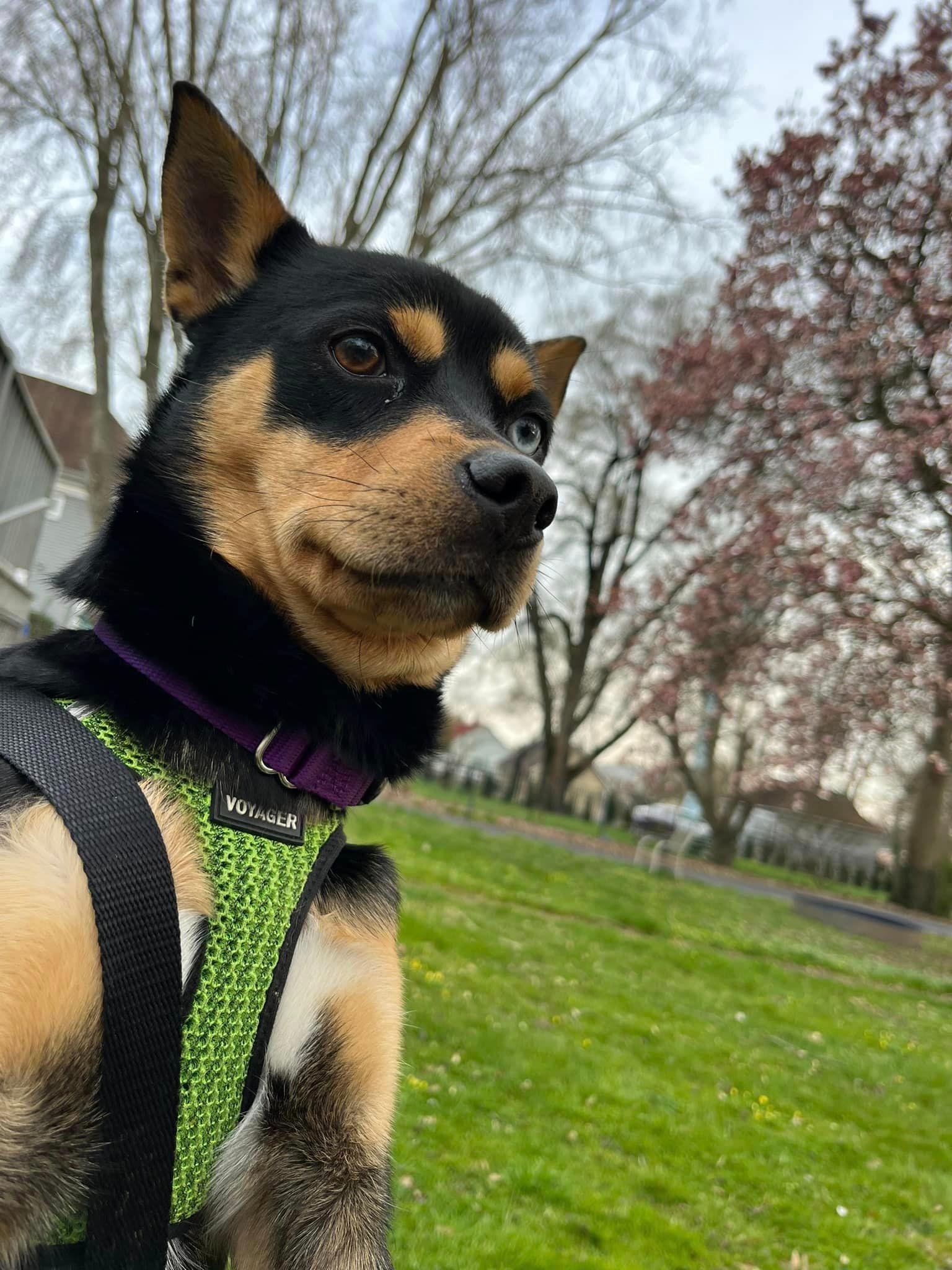 dog sitting on grass