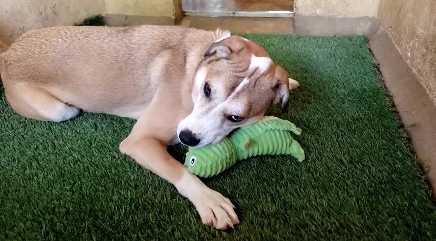 dog lying with a toy