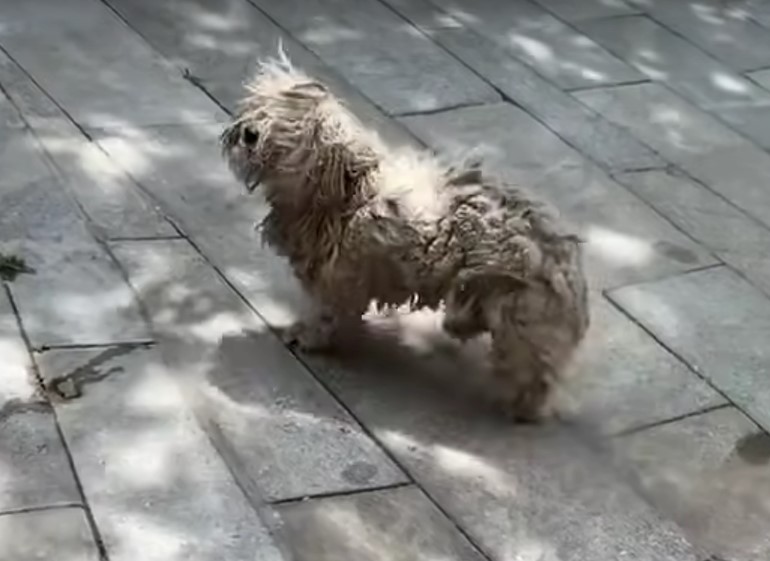 matted dog