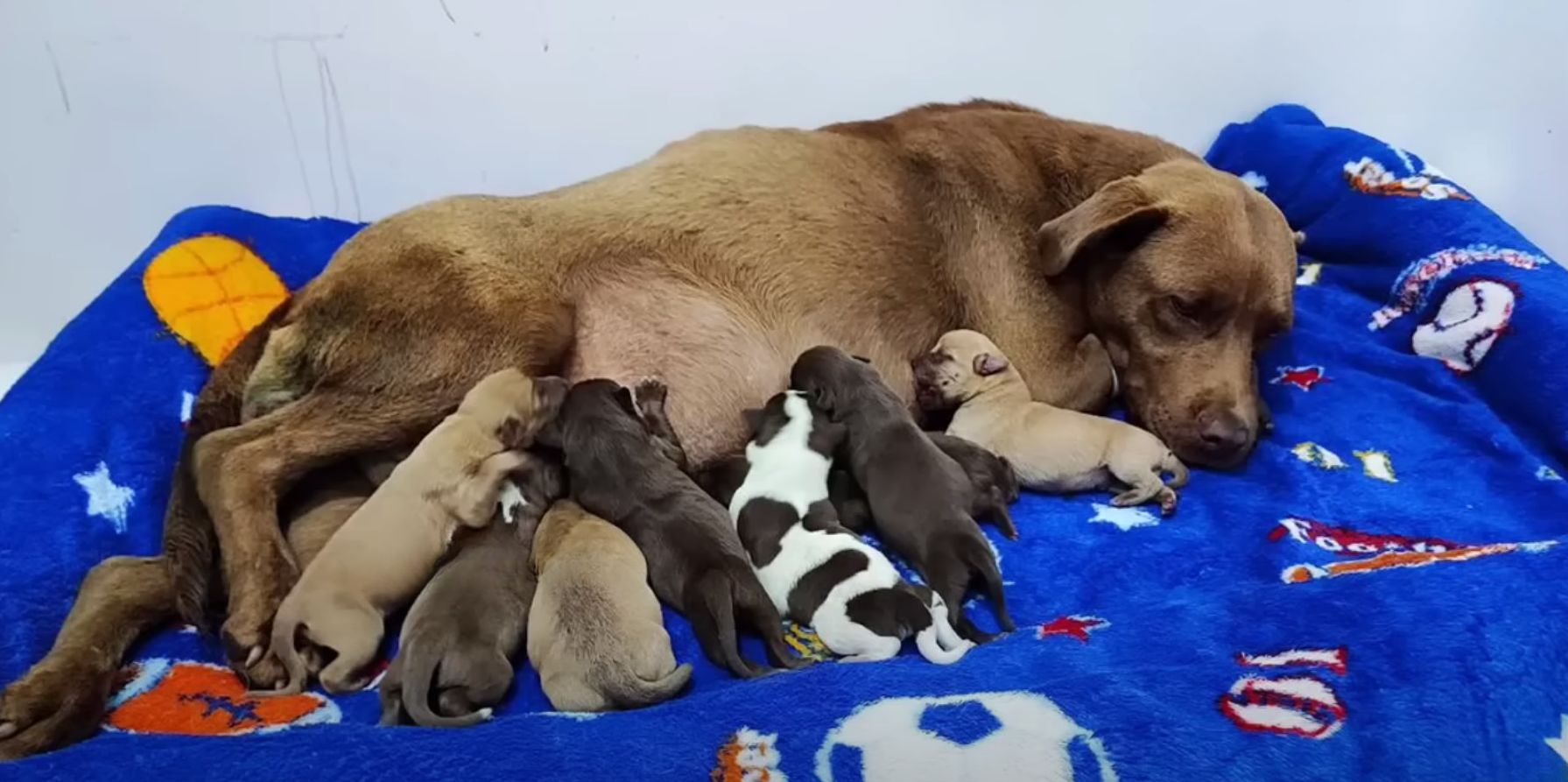 mama dog nursing puppies