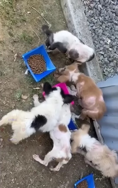 puppies eating