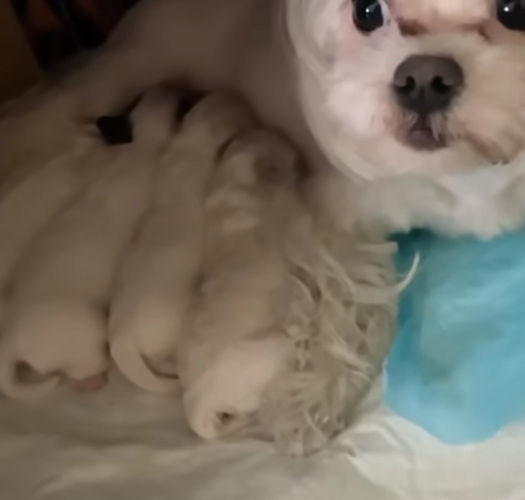 dog nursing puppies