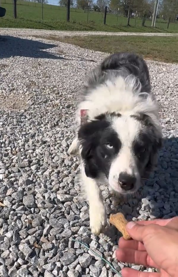 dog getting a treat