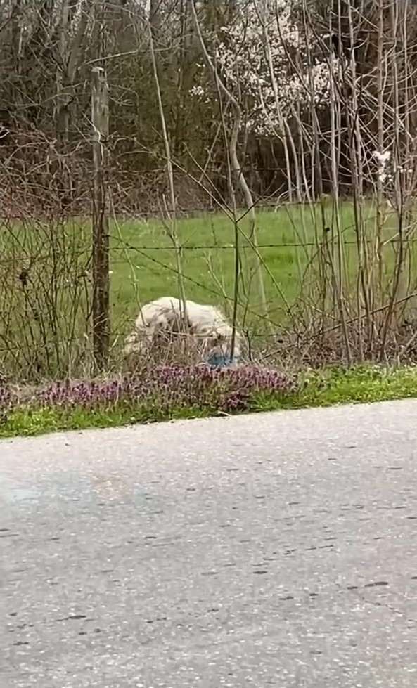 dog behind the fence