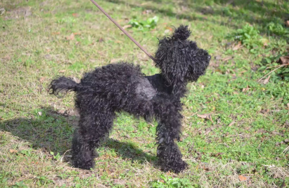 black dog on a leash