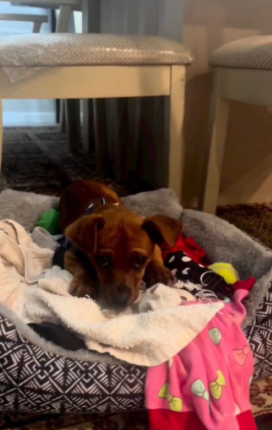 dog lying in dog bed