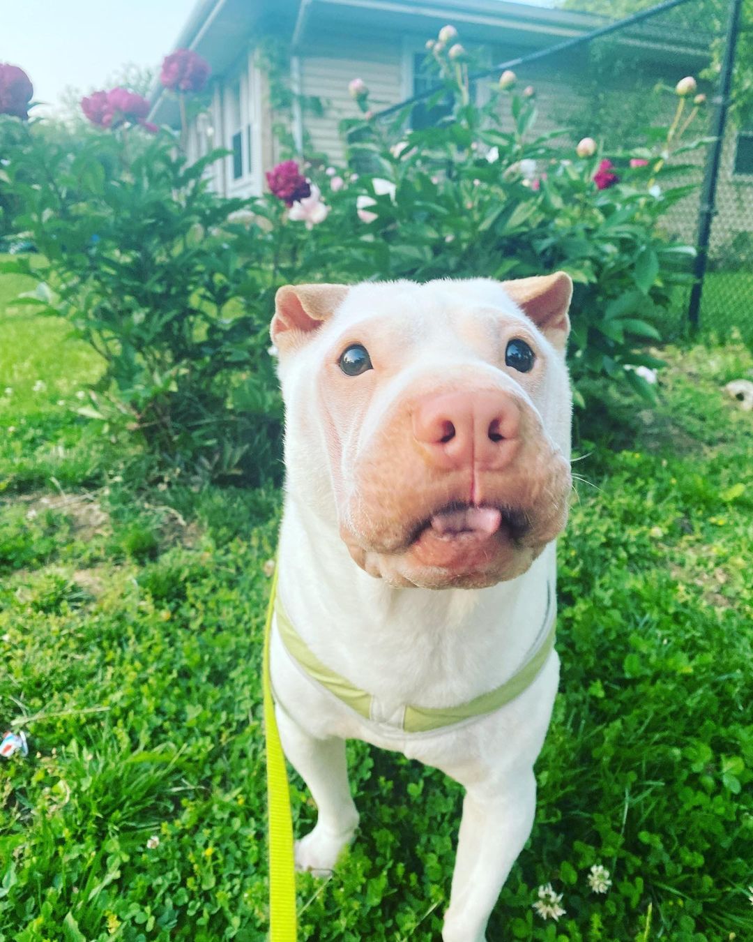 dog standing on grass