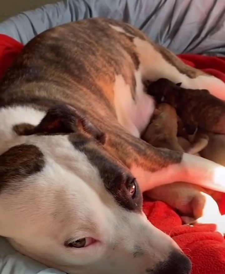 dog nursing puppies