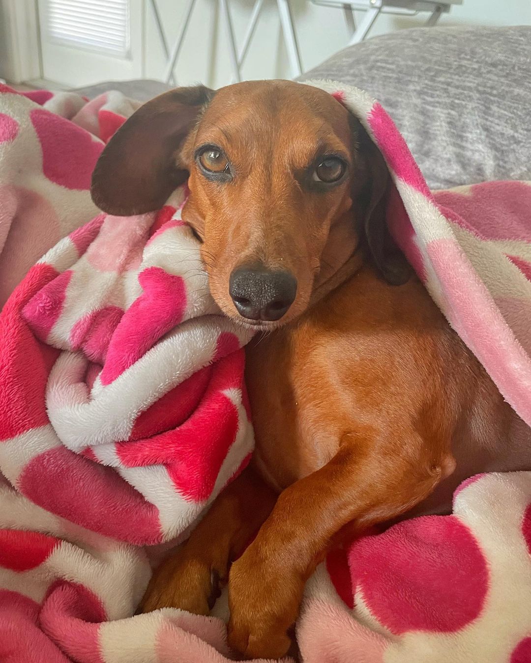 dog lying on a blanket