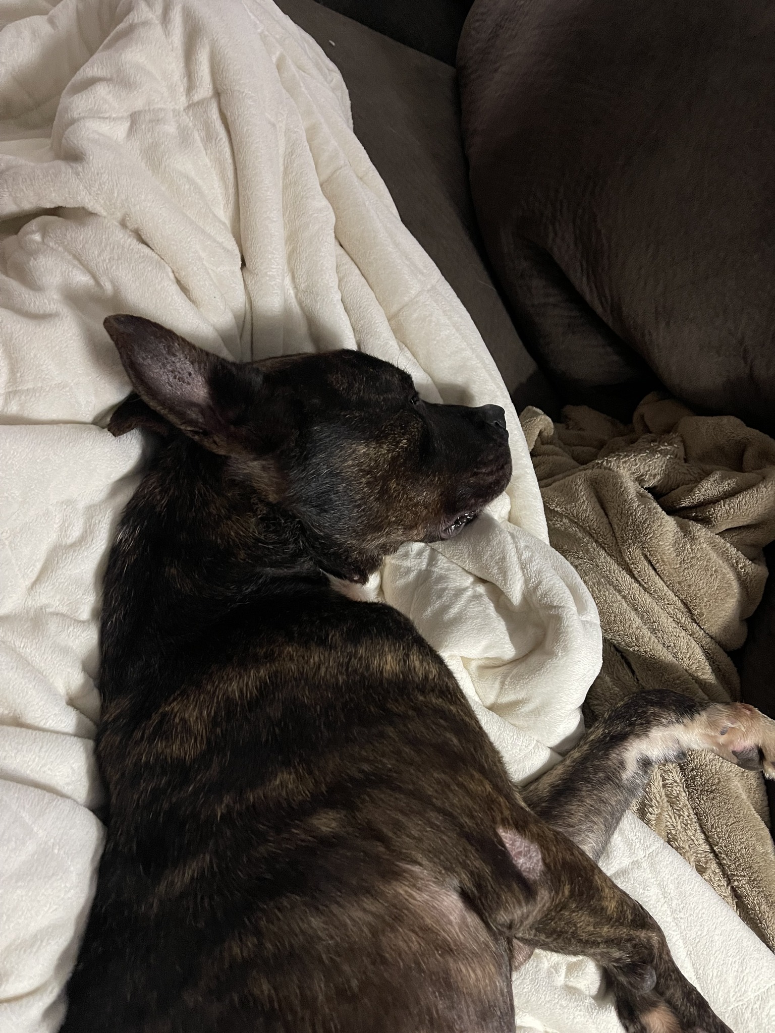 dog sleeping in bed