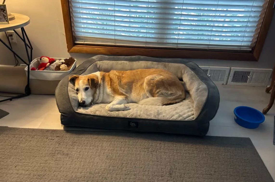 A beautiful dog lies on its pillow