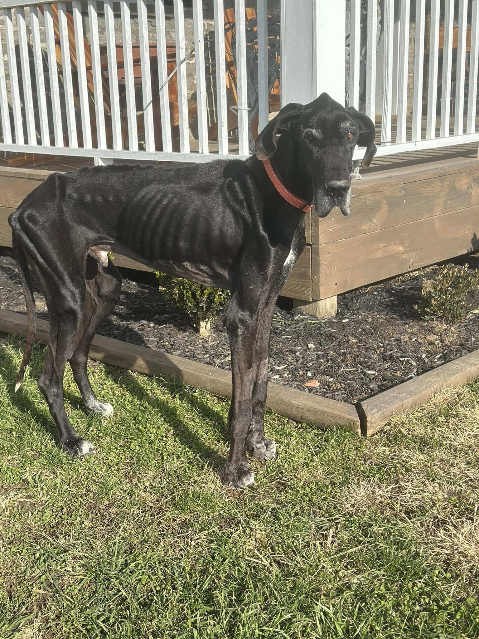 A black Great Dane is standing in the garden