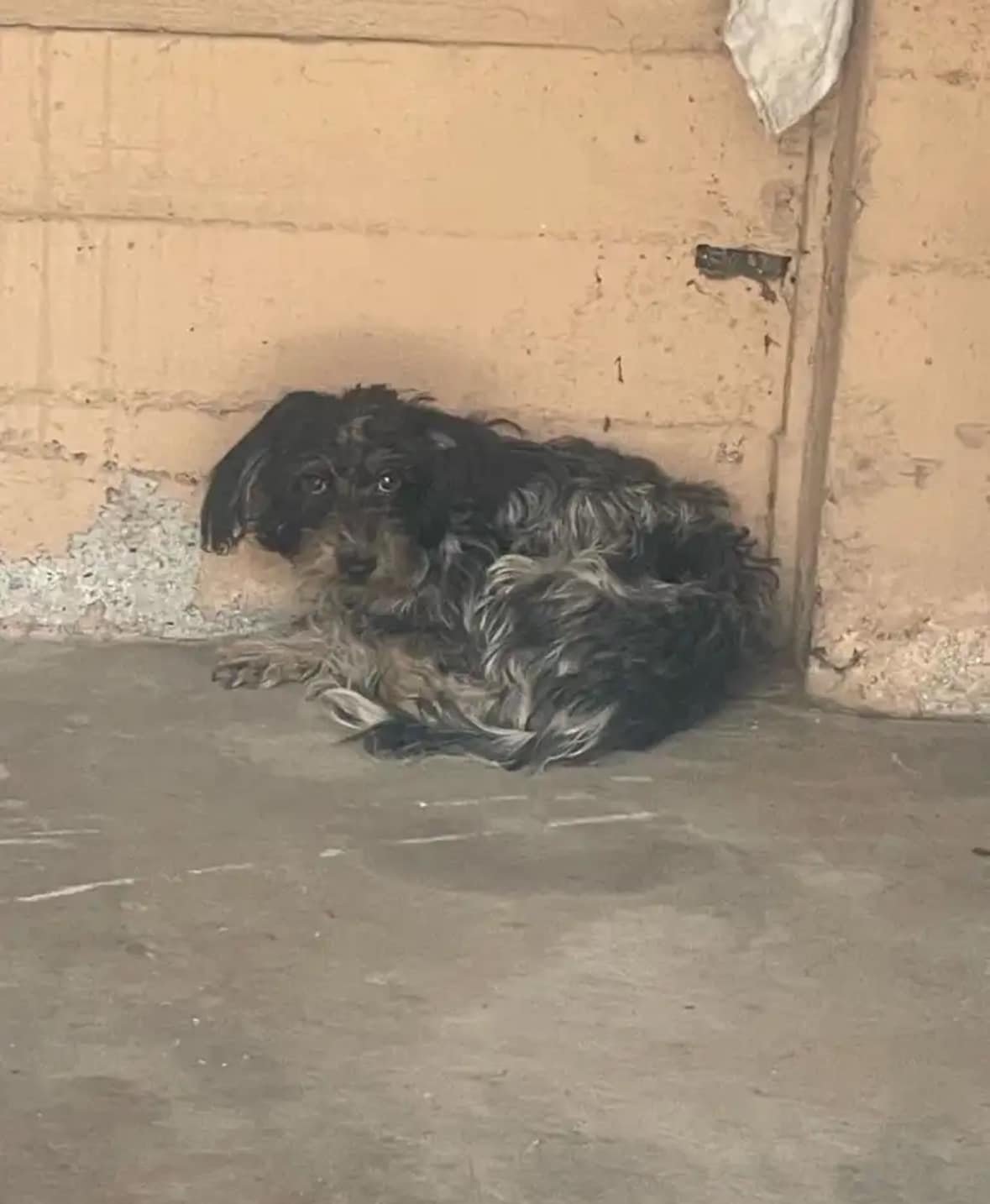 A black and brown dog lies curled up on the road