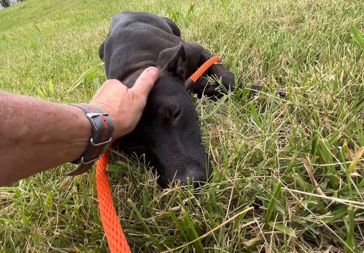 A black dog lies in the grass while a man pets it