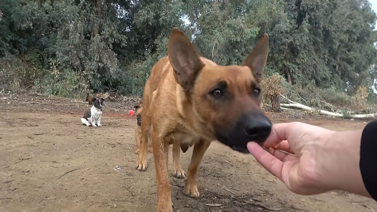 A brown dog eats from a woman's hand