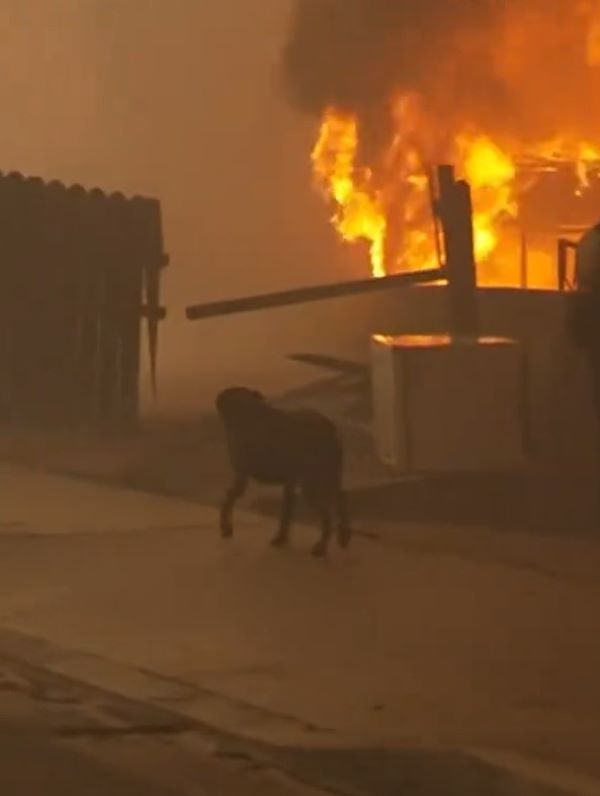 A dog searches for its owners in a fire