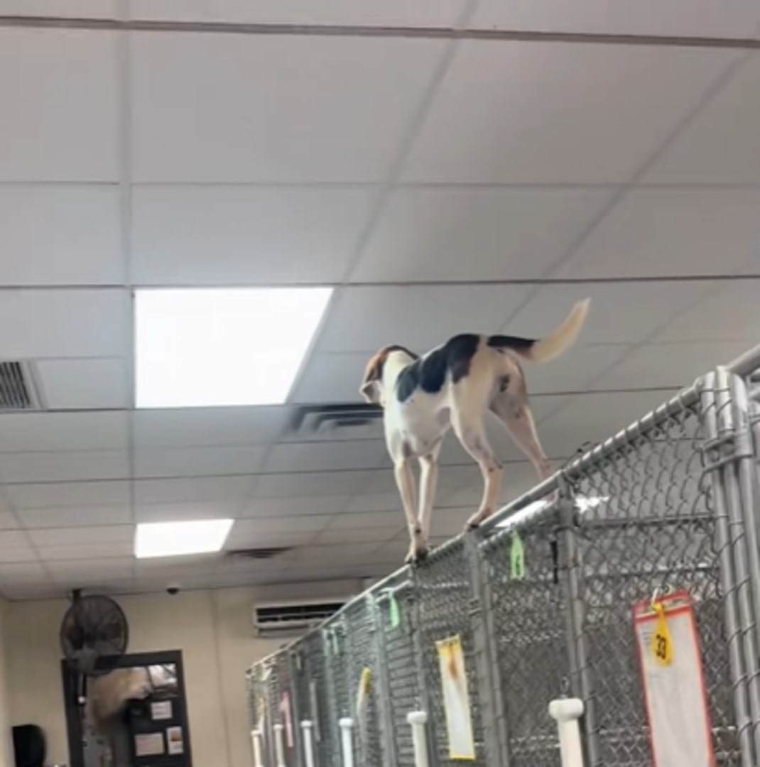 A dog walks along the fence in the shelter