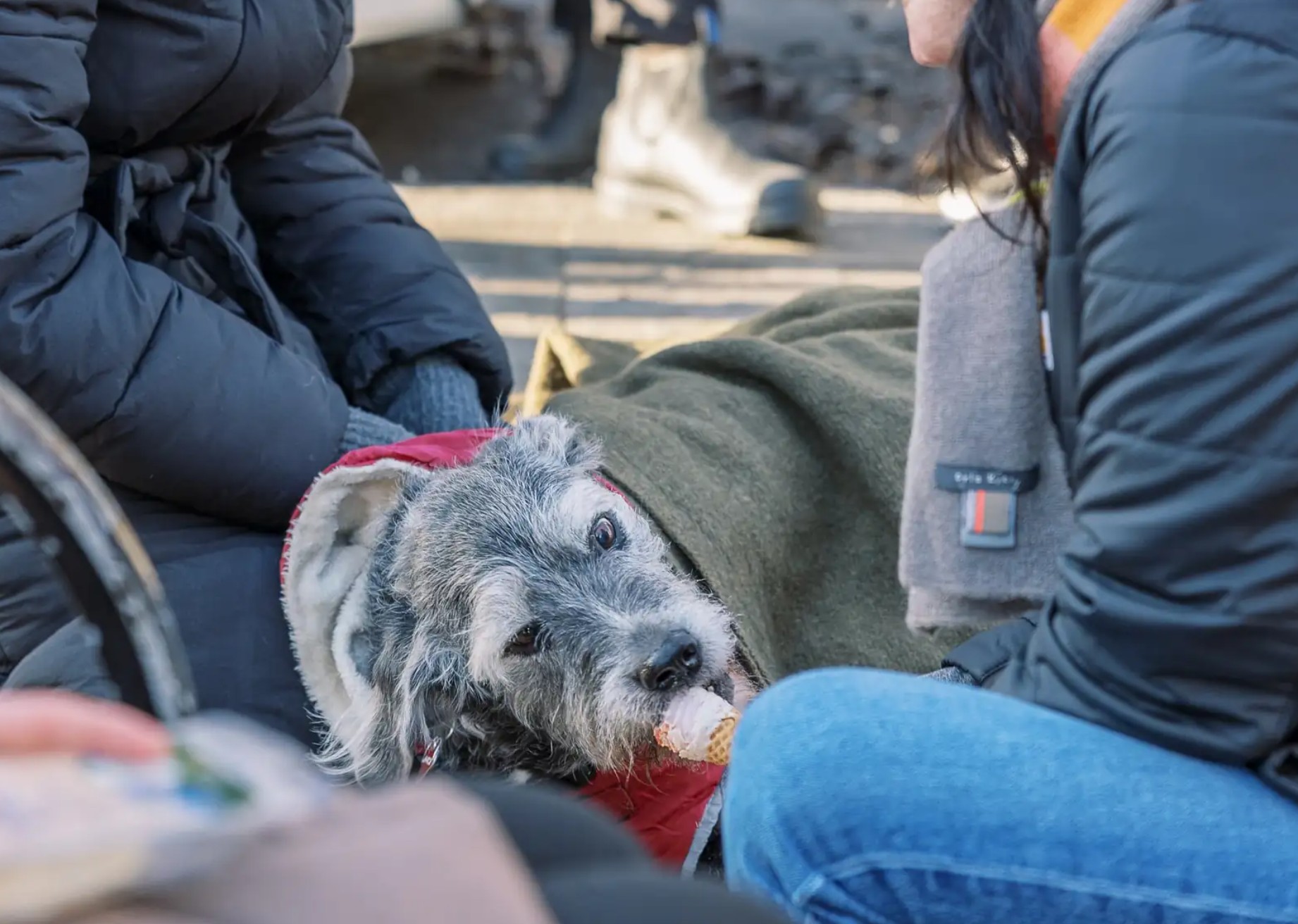 A dog wrapped in a blanket licks ice cream