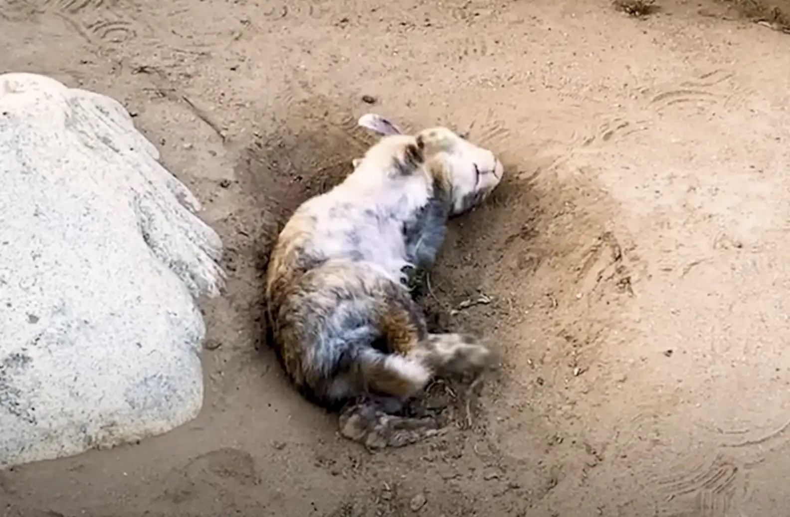 A furry animal lies in the sand