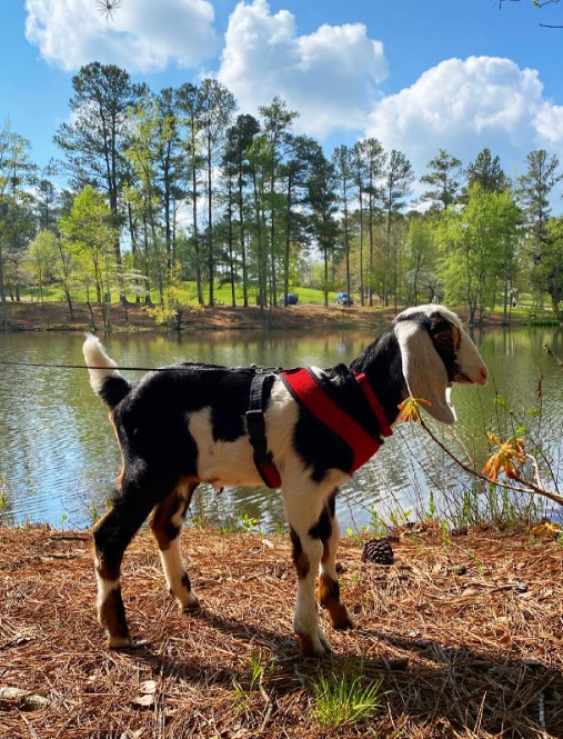 A tied goat stands by the lake