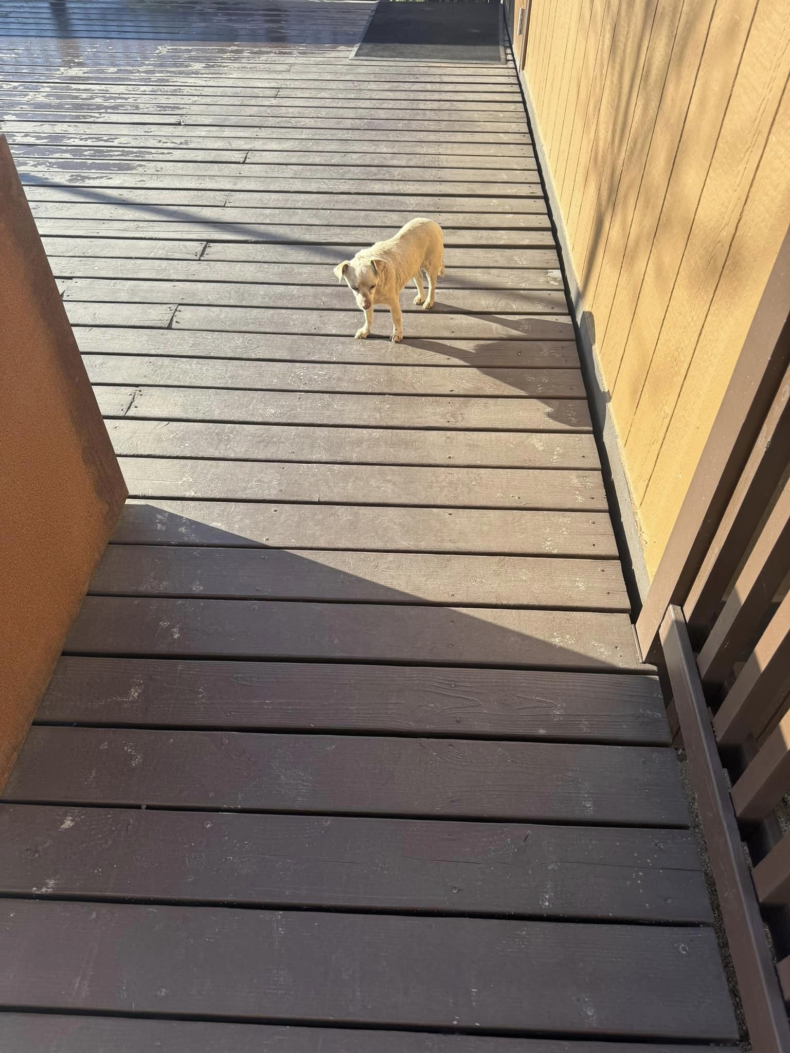 Adorable white dog