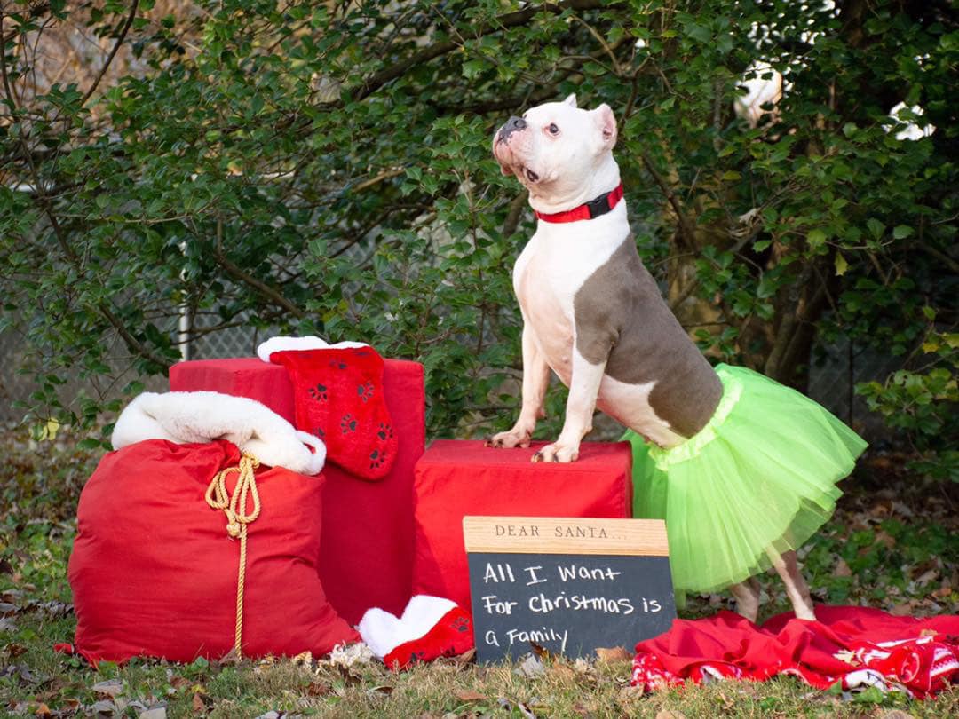 Christmas gifts and old dog