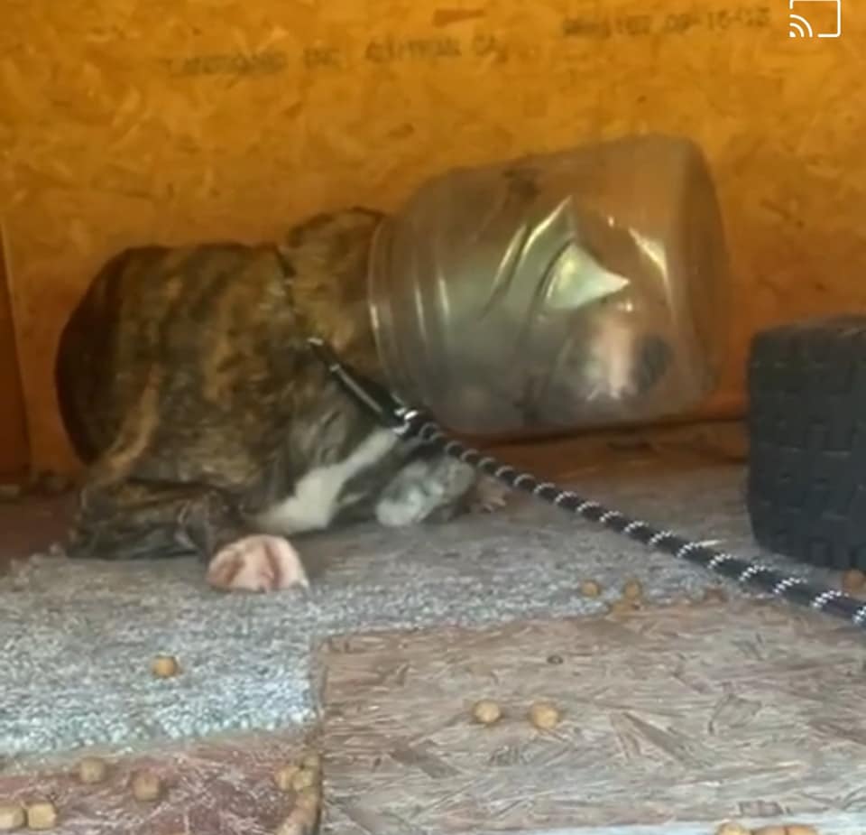 Dog stuck in a jar