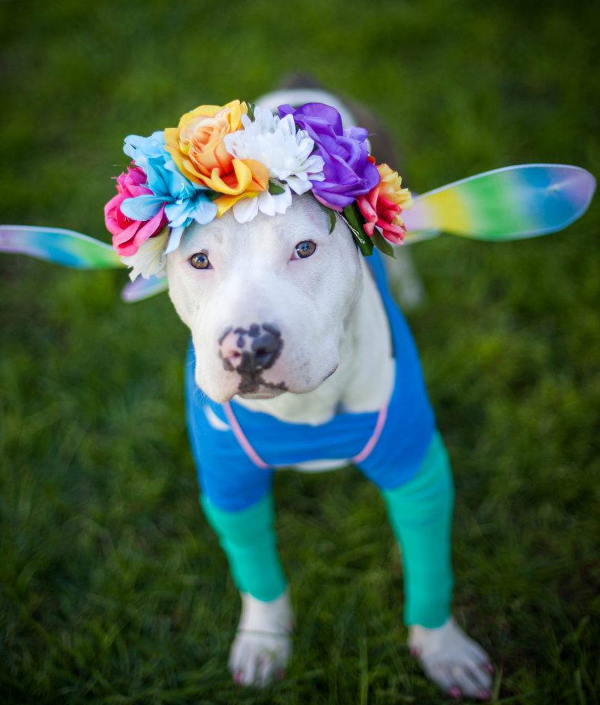 Dog dressed as a butterfly