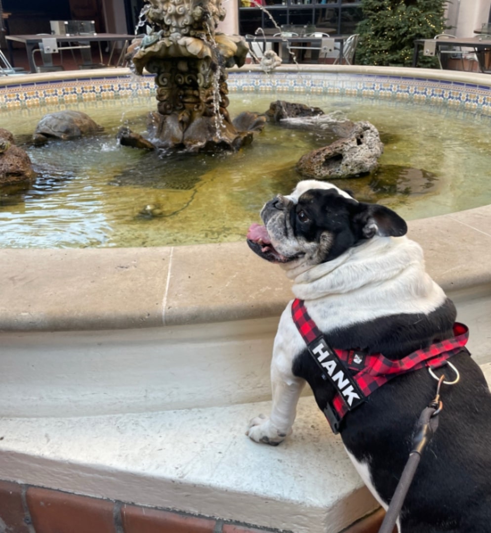 English bulldog sitting by the fountain