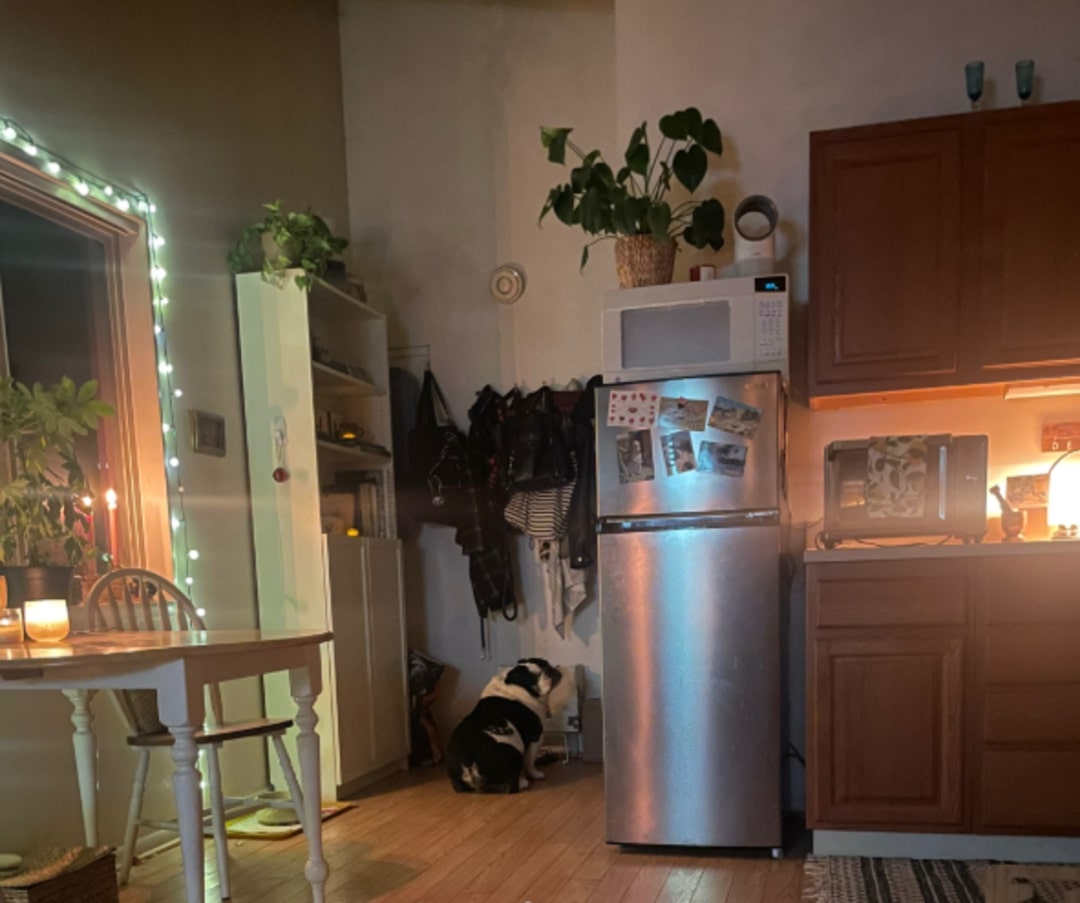 English bulldog standing next to the refrigerator