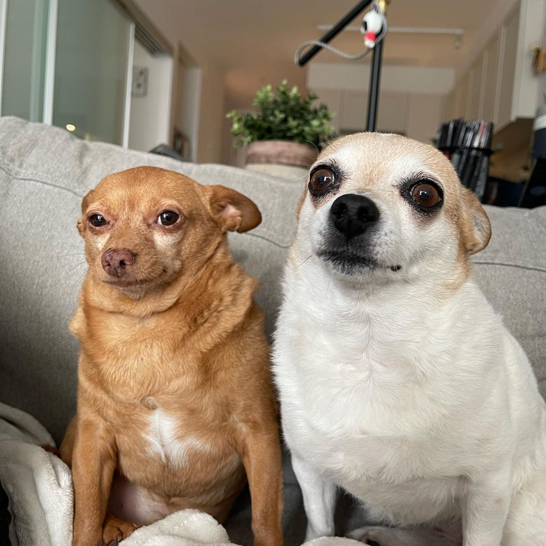 Funny dogs sitting on a couch