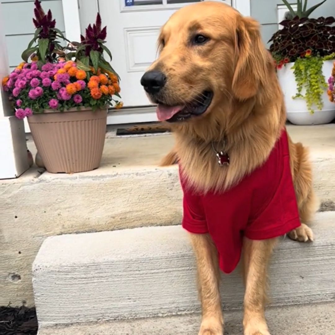 Golden Retriever with red shirt