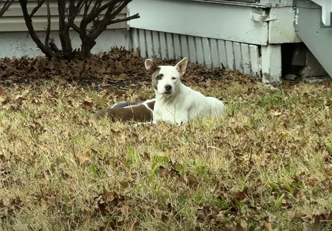 Mother dog and puppies