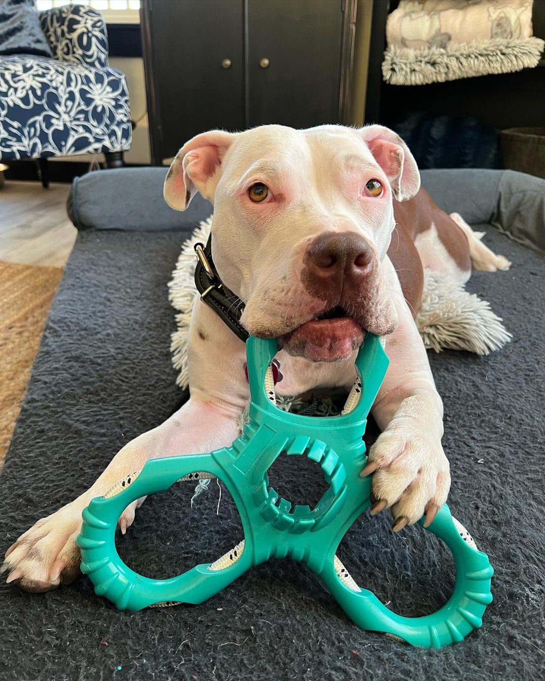 Pitbull holding a toy in mouth