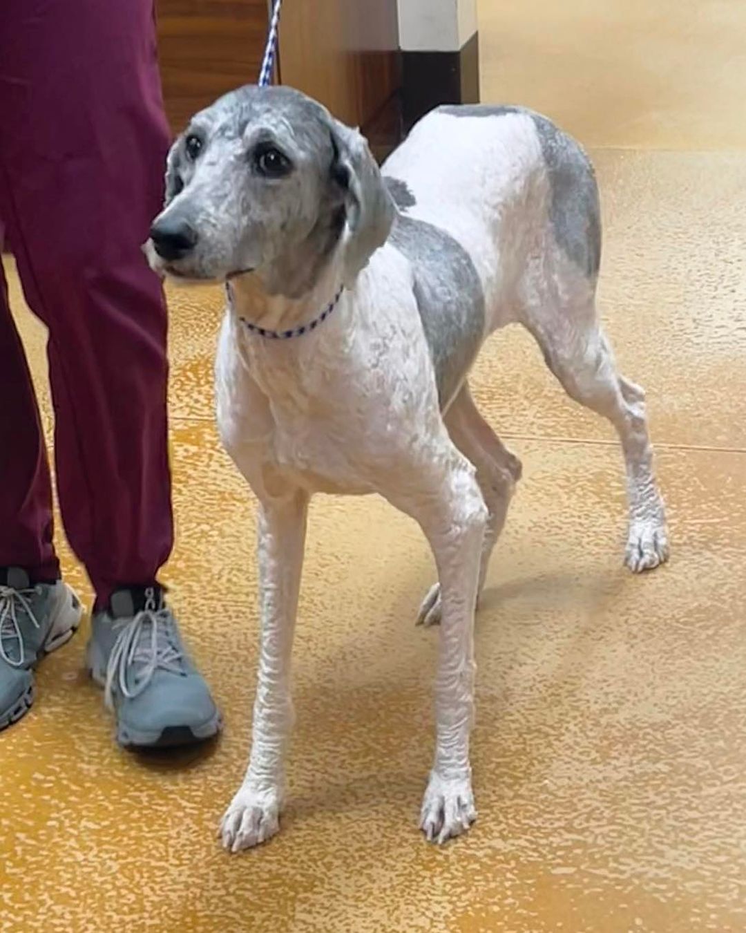 shaved dog on a leash