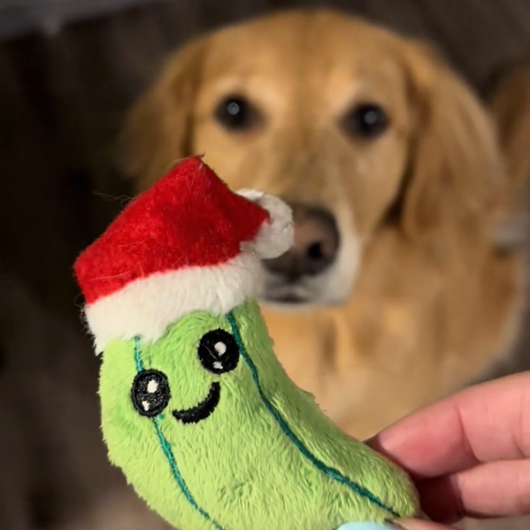 The Golden Retriever looks at the toy that the man is holding in his hand