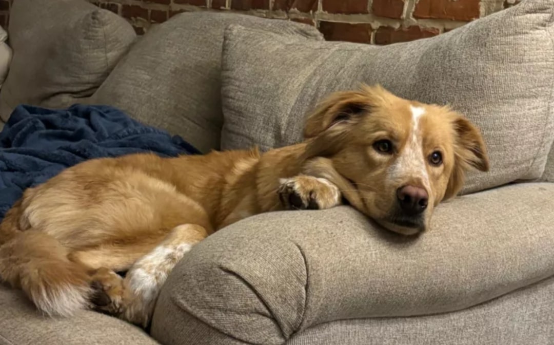 The dog is lying on the couch leaning against the armchair