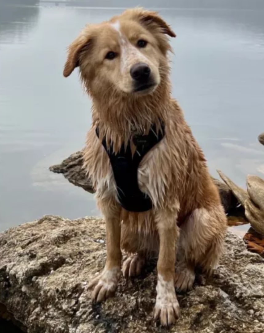 The dog is sitting on a rock by the river