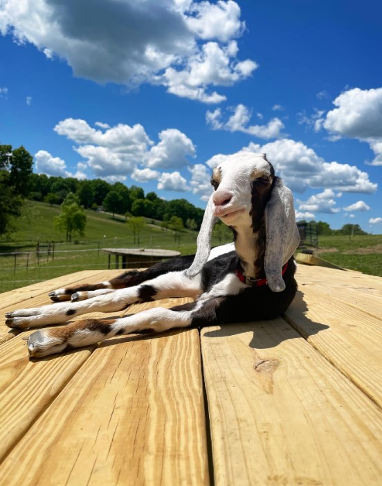 The goat is lying on a wooden board in the sun