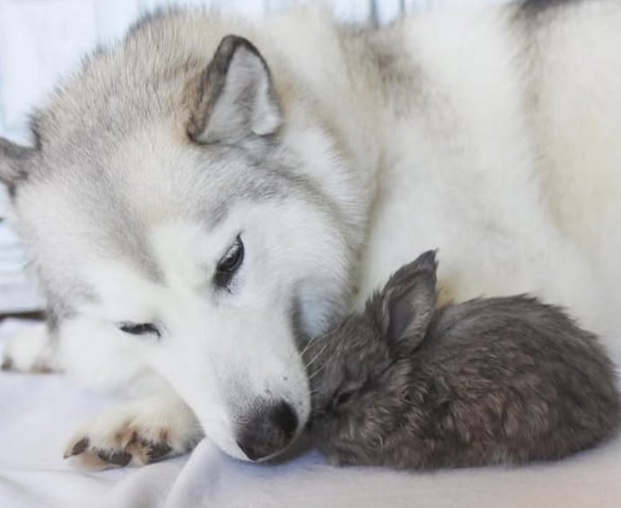 The husky and the bunny are lying next to each other