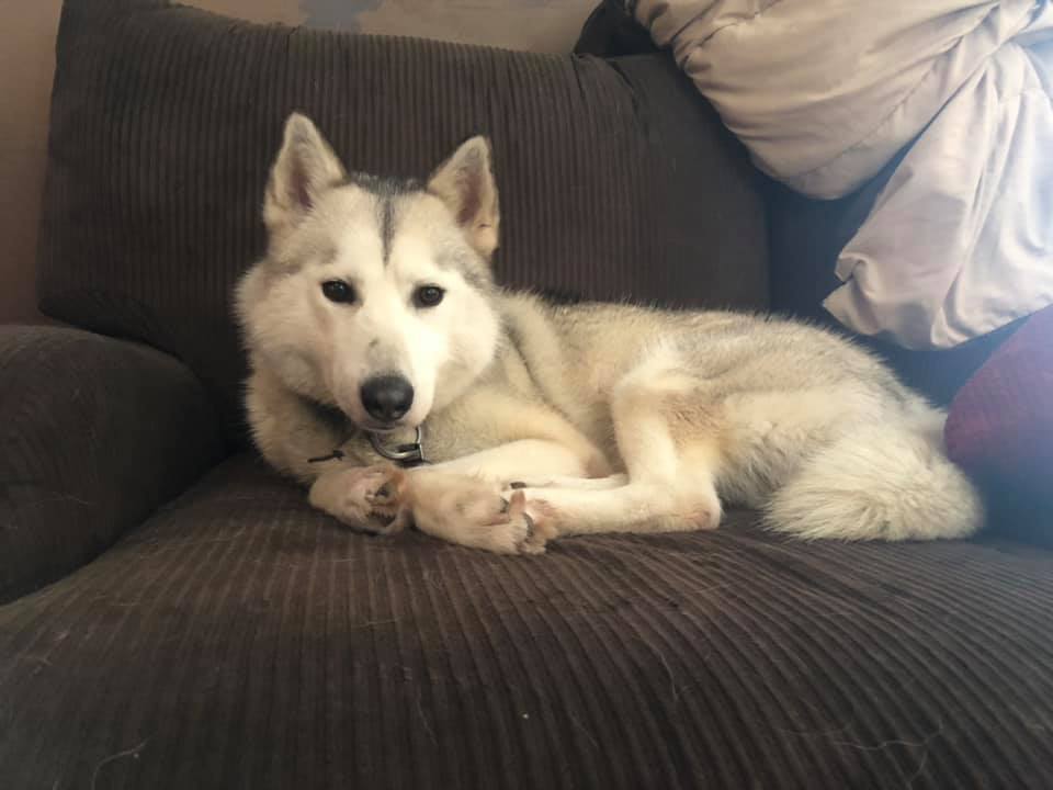 The husky is lying on the couch