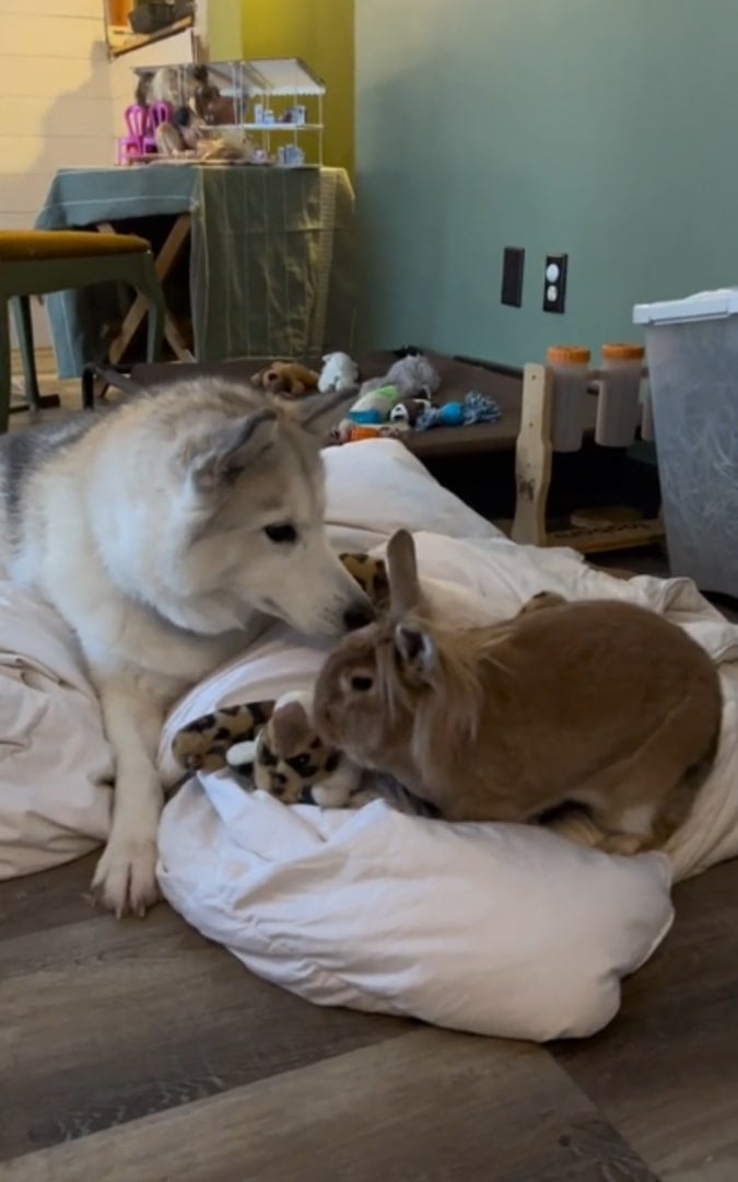 The husky sniffs the brown rabbit