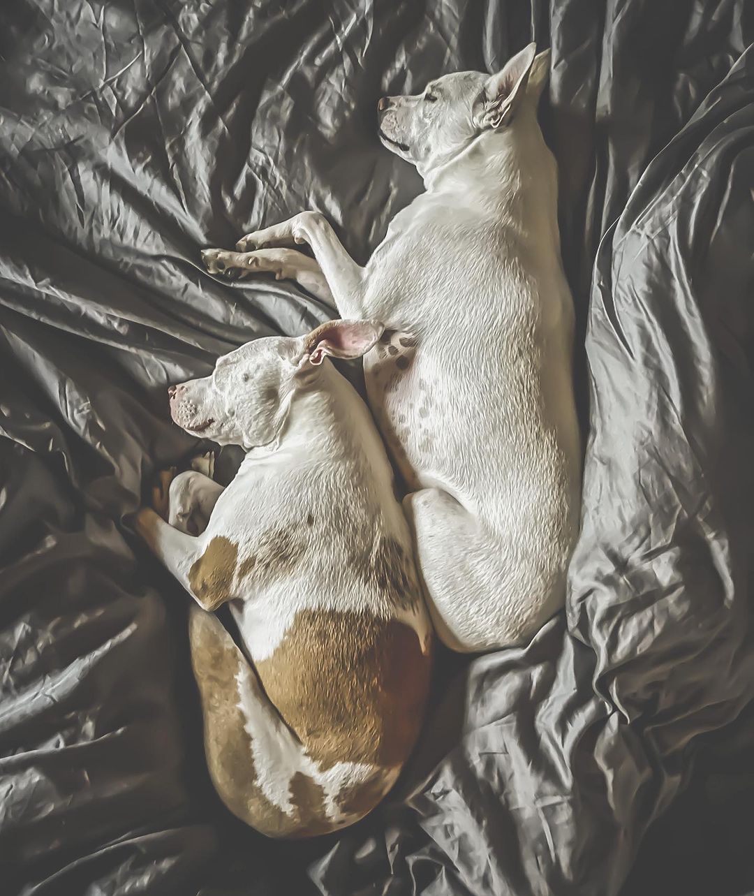 Two white dogs sleeping on a bed