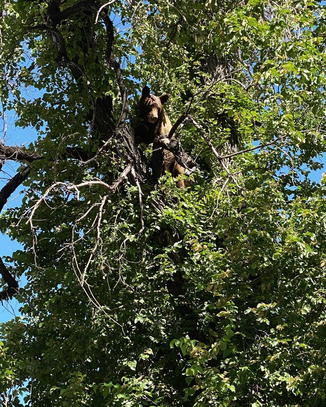 a bear hiding in the tree