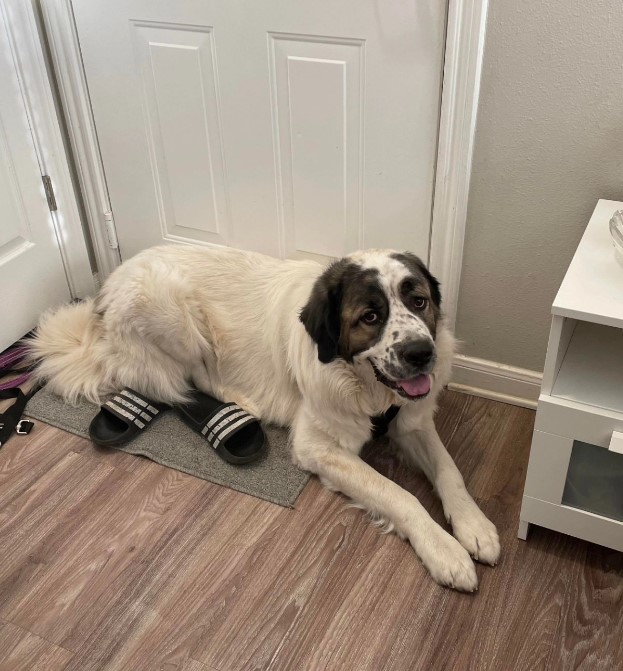 a beautiful dog is sitting on a rug by the door